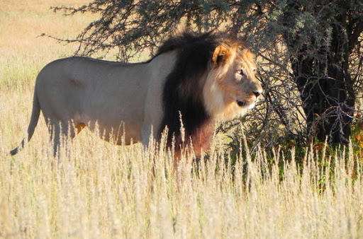 Kalahari Attractions - Accommodation in Upington - Be My Guest